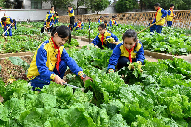 校园农场
农耕文化
教育
学校
学生
劳动实践
劳动基地
农作物
劳动课