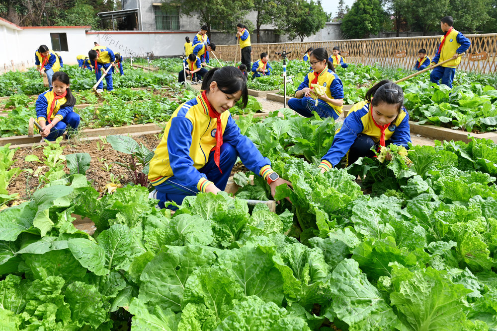 校园农场
农耕文化
教育
学校
学生
劳动实践
劳动基地
农作物
劳动课