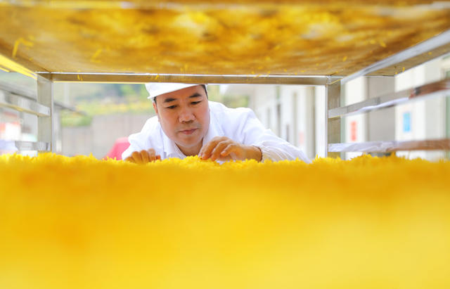 皇菊 高山 南岳 采摘 晾晒