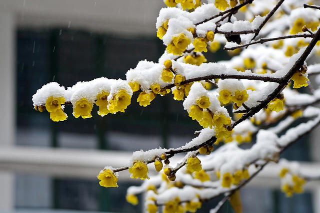 腊梅  大雪