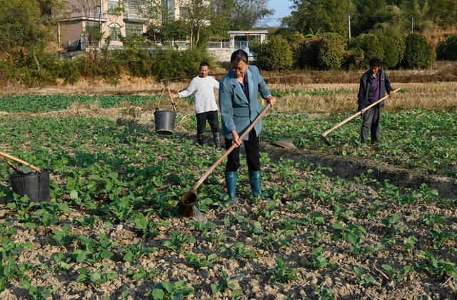 油菜种植
抗旱
田间管理
农业
农村
农作物
冬种