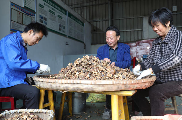 油茶  采摘 衡东 产业