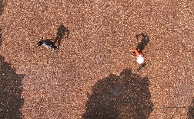 油茶  采摘 衡东 产业