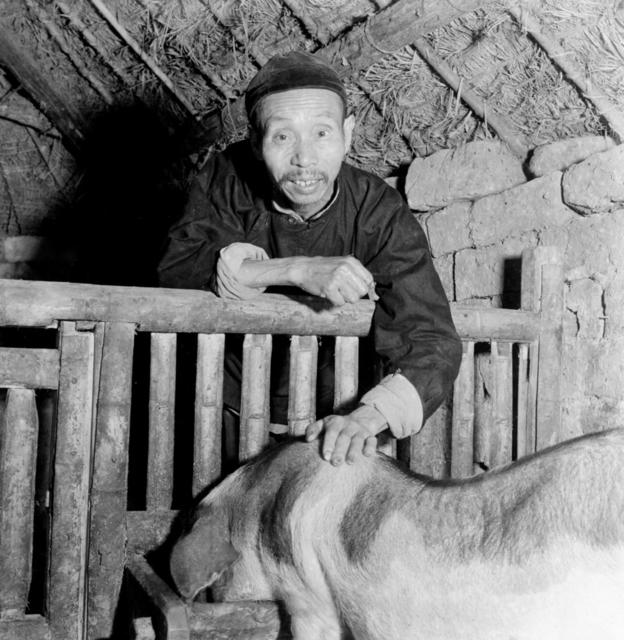 农业社  养猪
