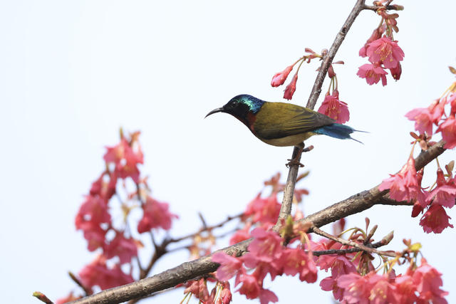 太阳鸟 鸟类 生态 自然 樱花 春天 春季 环境 黄腰太阳鸟 花蜜