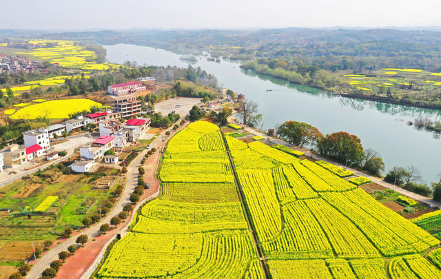 水乡 油菜花 