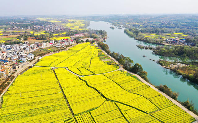水乡 油菜花 