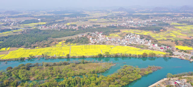 水乡 油菜花 
