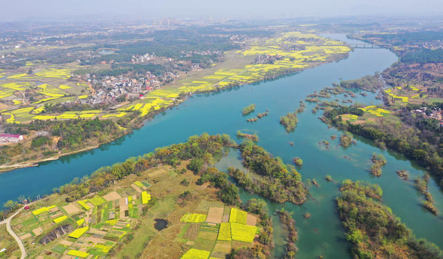 水乡 油菜花 