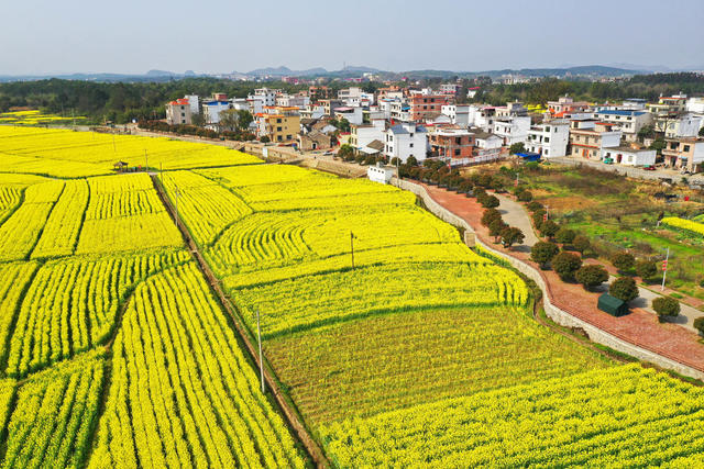 水乡 油菜花 