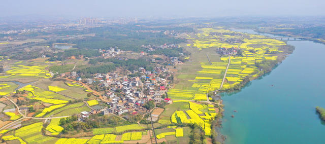 水乡 油菜花 