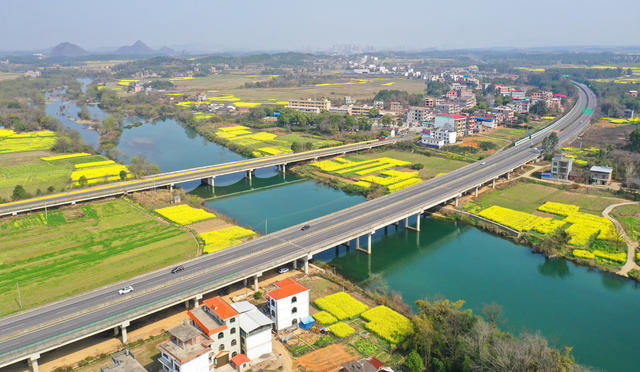 交通 大桥 油菜花