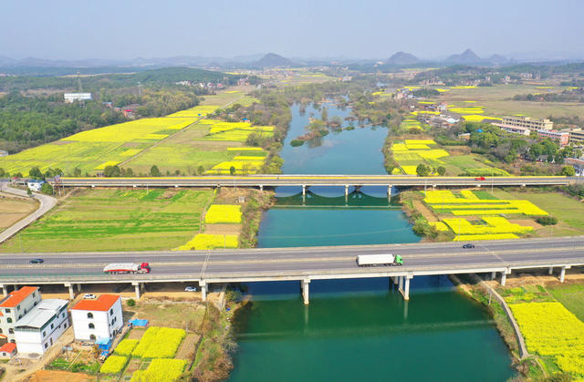 交通 大桥 油菜花