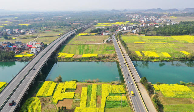 交通 大桥 油菜花