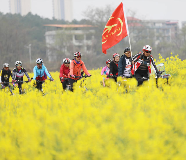 油菜花 骑行