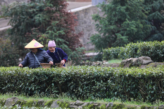 采茶 茶
