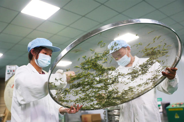 茶叶  春茶  加工  生产