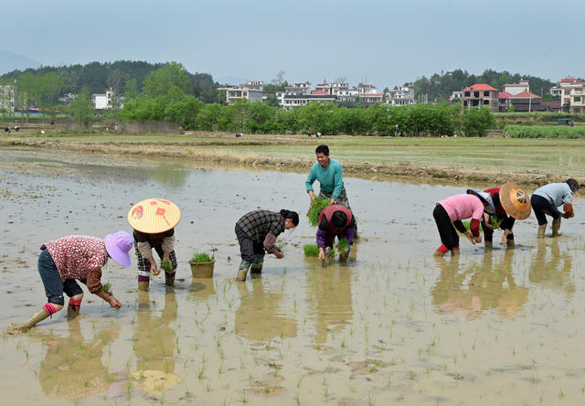 插秧 农业 农村 春耕春插 早稻秧苗 忙农事 农民 粮食生产 水稻 谷雨