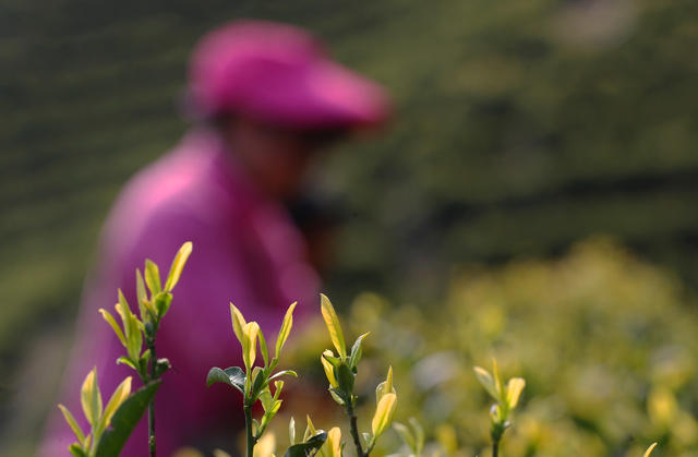 明前茶 采摘 加工