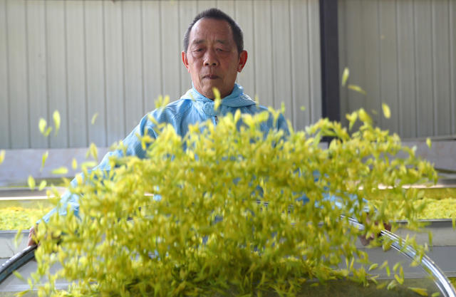 明前茶 采摘 加工