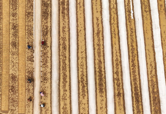 早稻 育秧 春耕 生产