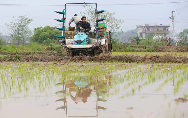 早稻 插秧 田园 风光