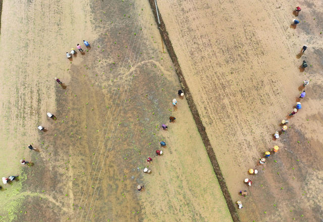 早稻 插秧 田园 风光