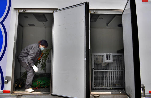 大熊猫 专车 熊猫馆 四川 凤凰 “护驾”