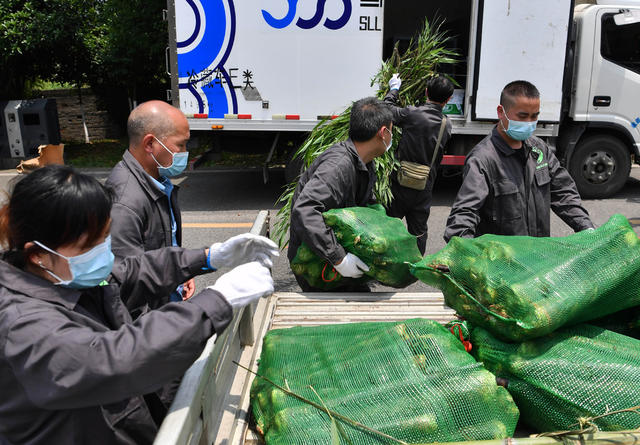 大熊猫 专车 熊猫馆 四川 凤凰 “护驾”