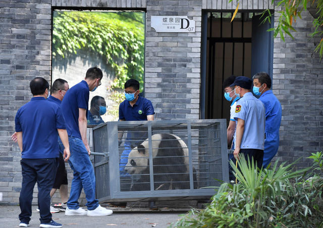 大熊猫 专车 熊猫馆 四川 凤凰 “护驾”