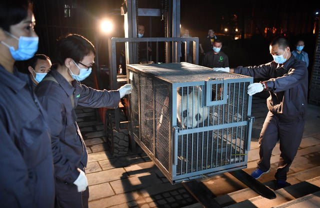 大熊猫 专车 熊猫苑  凤凰 兴安 清风