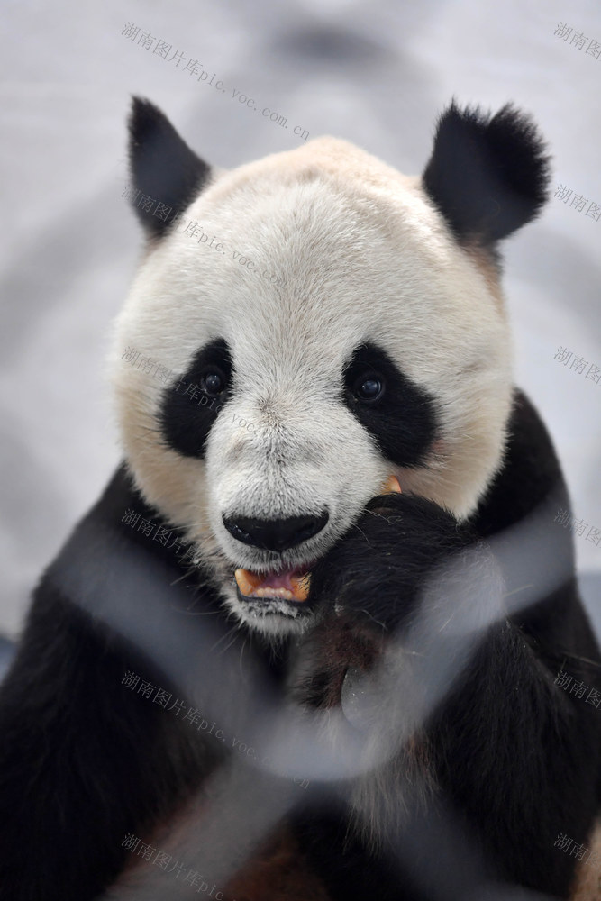  Giant Panda Shuttle Panda Park Phoenix Xing'an Breeze