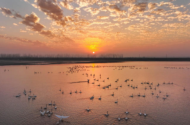大通湖 湿地保护 候鸟 生态 自然环境 环保志愿者