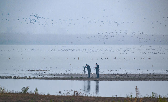 西洞庭湖 自然保护区 候鸟 湿地 监测 生态