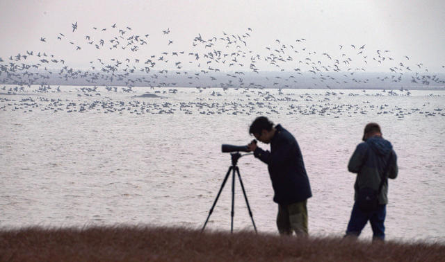  East Dongting Lake Nature Reserve Migratory Bird Ecological Wildlife Wetland 