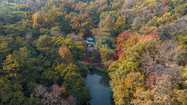 爱晚亭 岳麓书院 岳麓山 枫叶 赏枫 银杏 观景  拍照胜地 