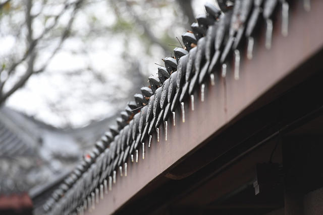 岳麓山 寒潮 冰凌 枫叶