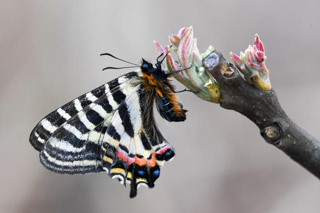  Ecology of the Conservation Area for the Endangered Species of Chinese Tiger Butterflies