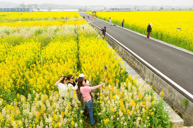 油菜花 稻作公园 赏花 观光