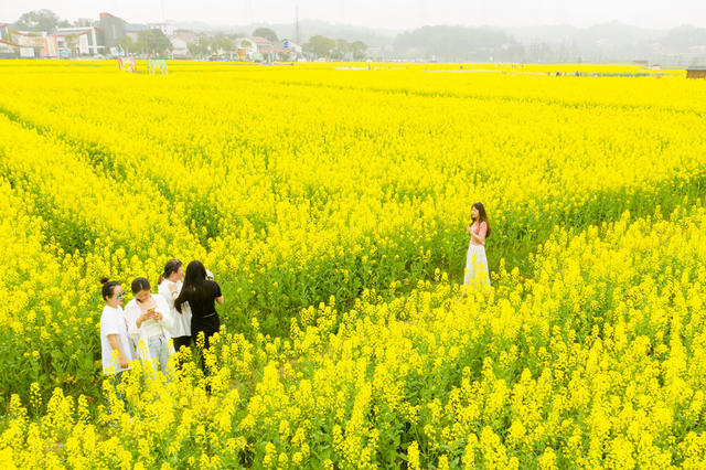 油菜花 稻作公园 赏花 观光