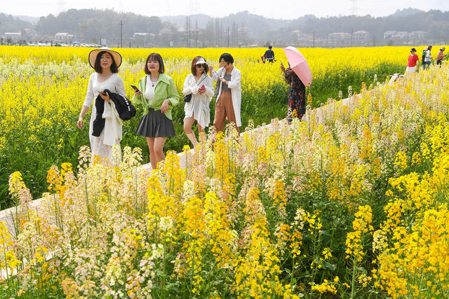 油菜花 稻作公园 赏花 观光