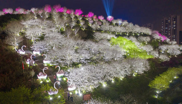 樱花 晚安文化园 夜樱 春天 夜晚灯光 赏景