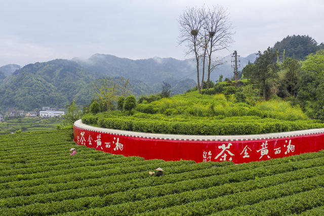 乡村振兴 黄金茶园 茶叶种植 茶旅融合 隘口村