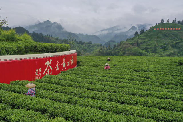 乡村振兴 黄金茶园 茶叶种植 茶旅融合 隘口村