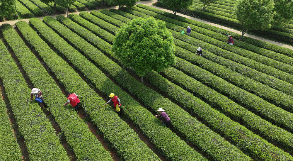 春茶采摘 望城 乌山贡茶 