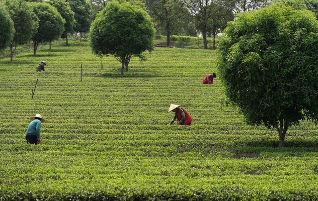春茶采摘 望城 乌山贡茶 
