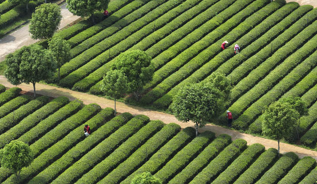 春茶采摘 望城 乌山贡茶 