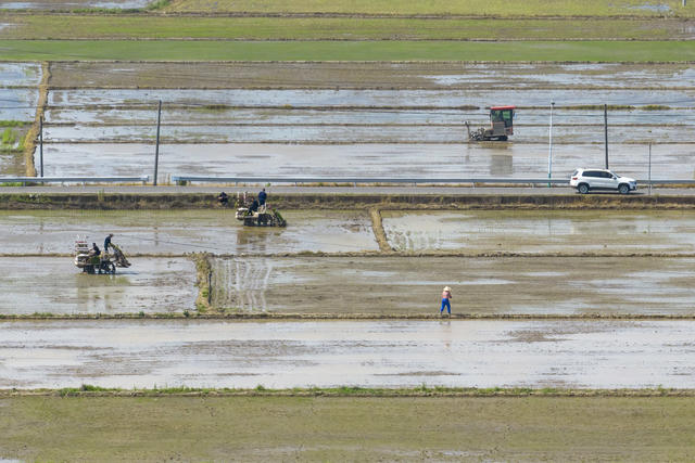 水稻机械化 插秧机 乌山街道; 现代农机 春耕 秧苗 农业 助农