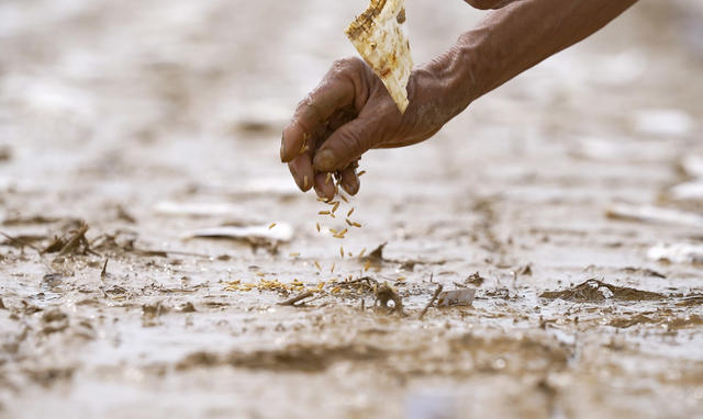 袁氏 优质稻 育种 杂交水稻 播种 粮食 自主创新
