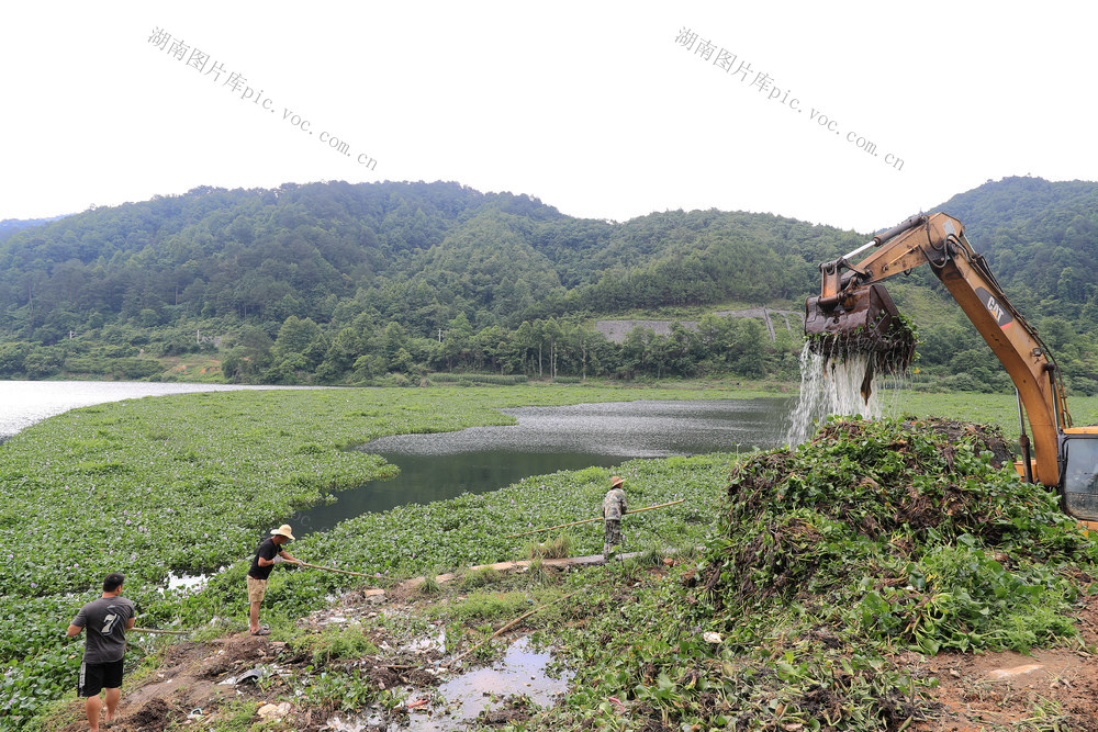 河道 打捞 水葫芦 处置 蔓延 保护 水环境
